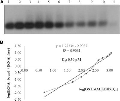 Mapping of Functional Subdomains in the atALKBH9B m6A-Demethylase Required for Its Binding to the Viral RNA and to the Coat Protein of Alfalfa Mosaic Virus